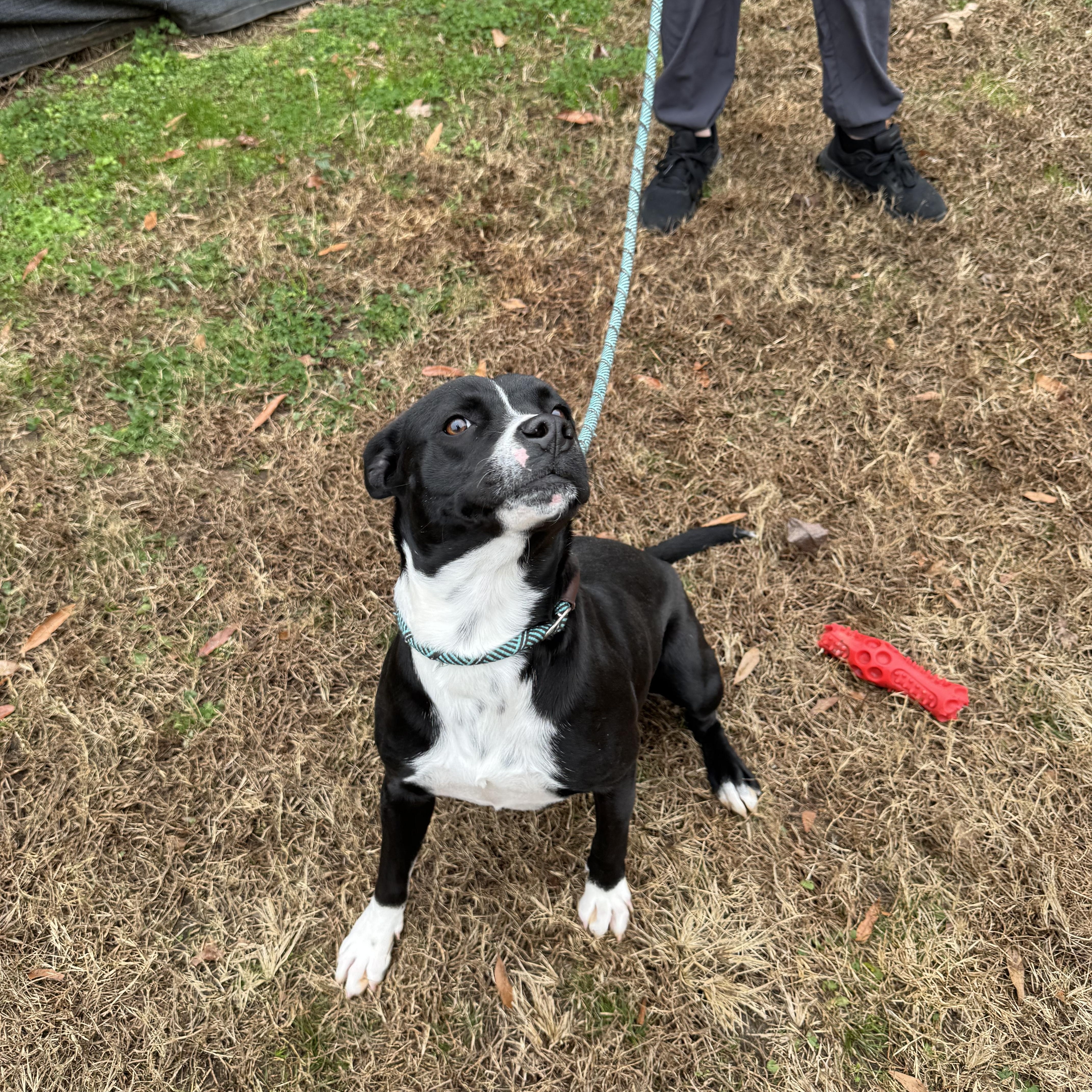 Winnie, ADOPTABLE, Adult Female Mixed Breed.