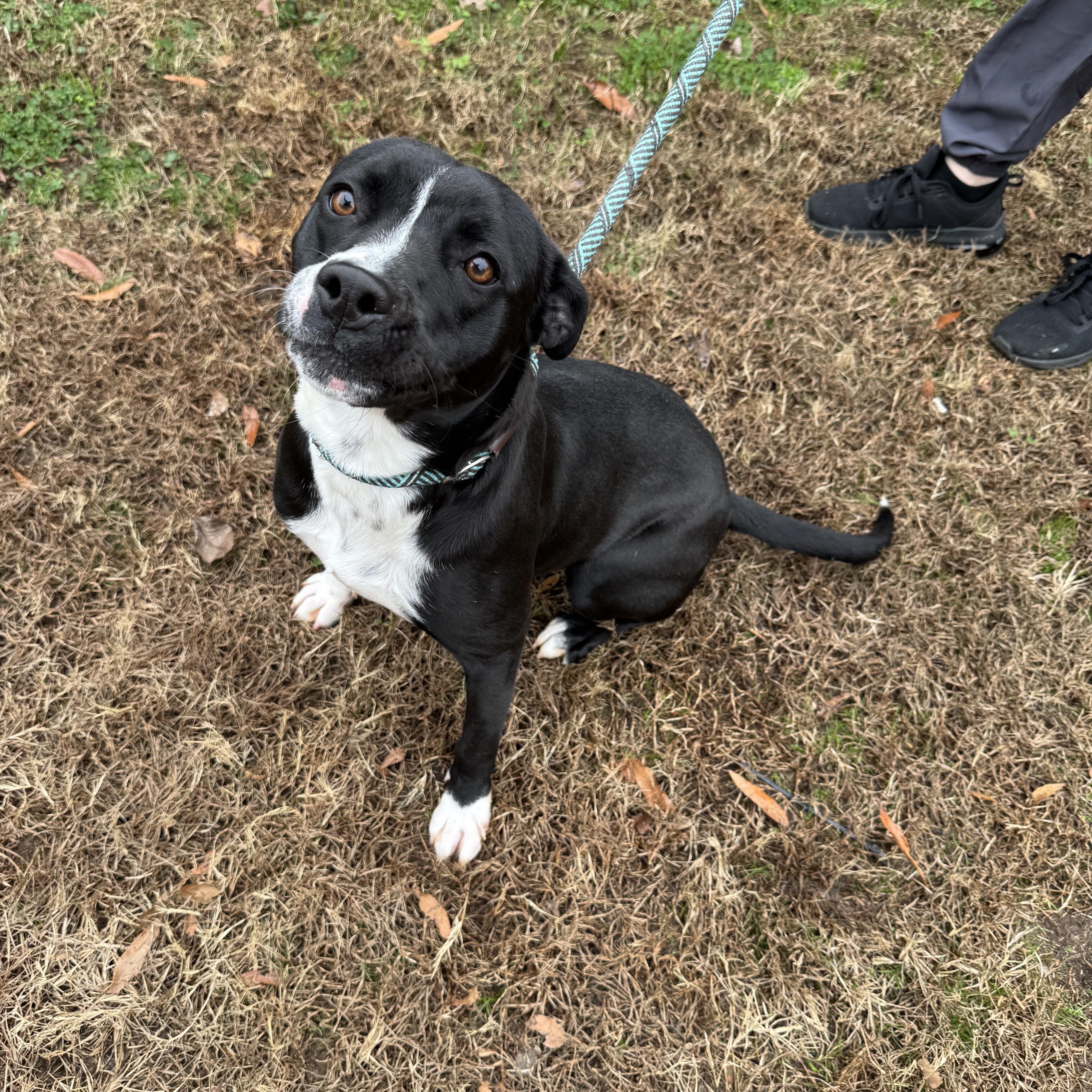 Enlarge Winnie, a ADOPTABLE Mixed Breed in Grayson, GA image 4/4