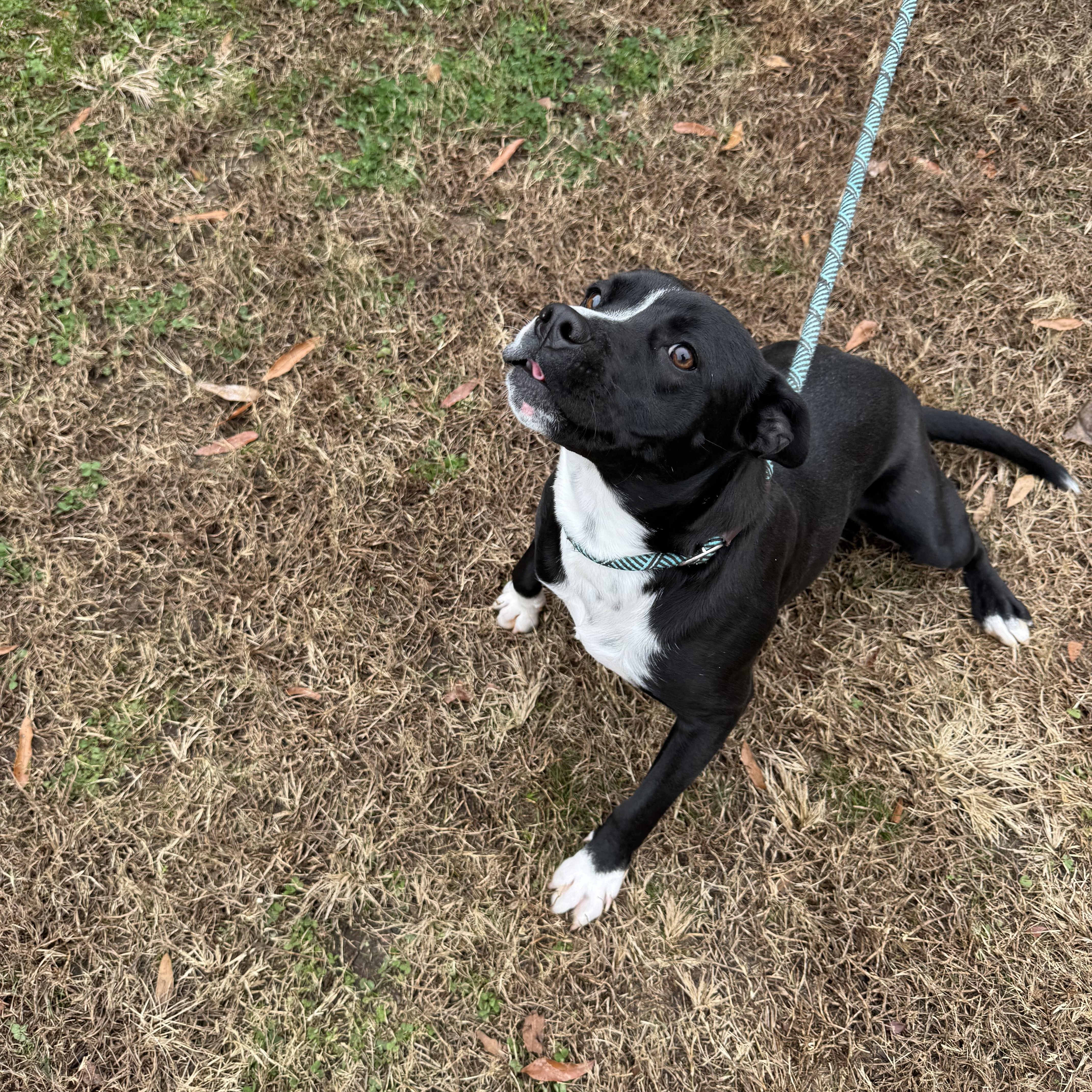 Enlarge Winnie, a ADOPTABLE Mixed Breed in Grayson, GA image 2/4