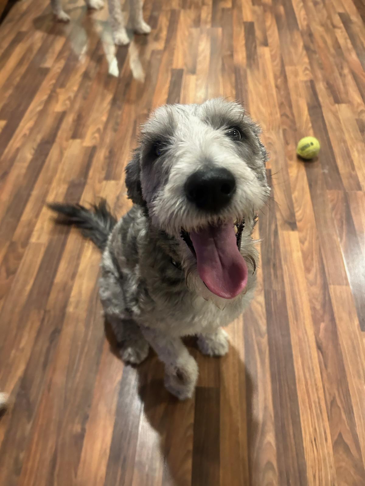 Ashby, a Adopted Old English Sheepdog in Argyle, TX image 1/3