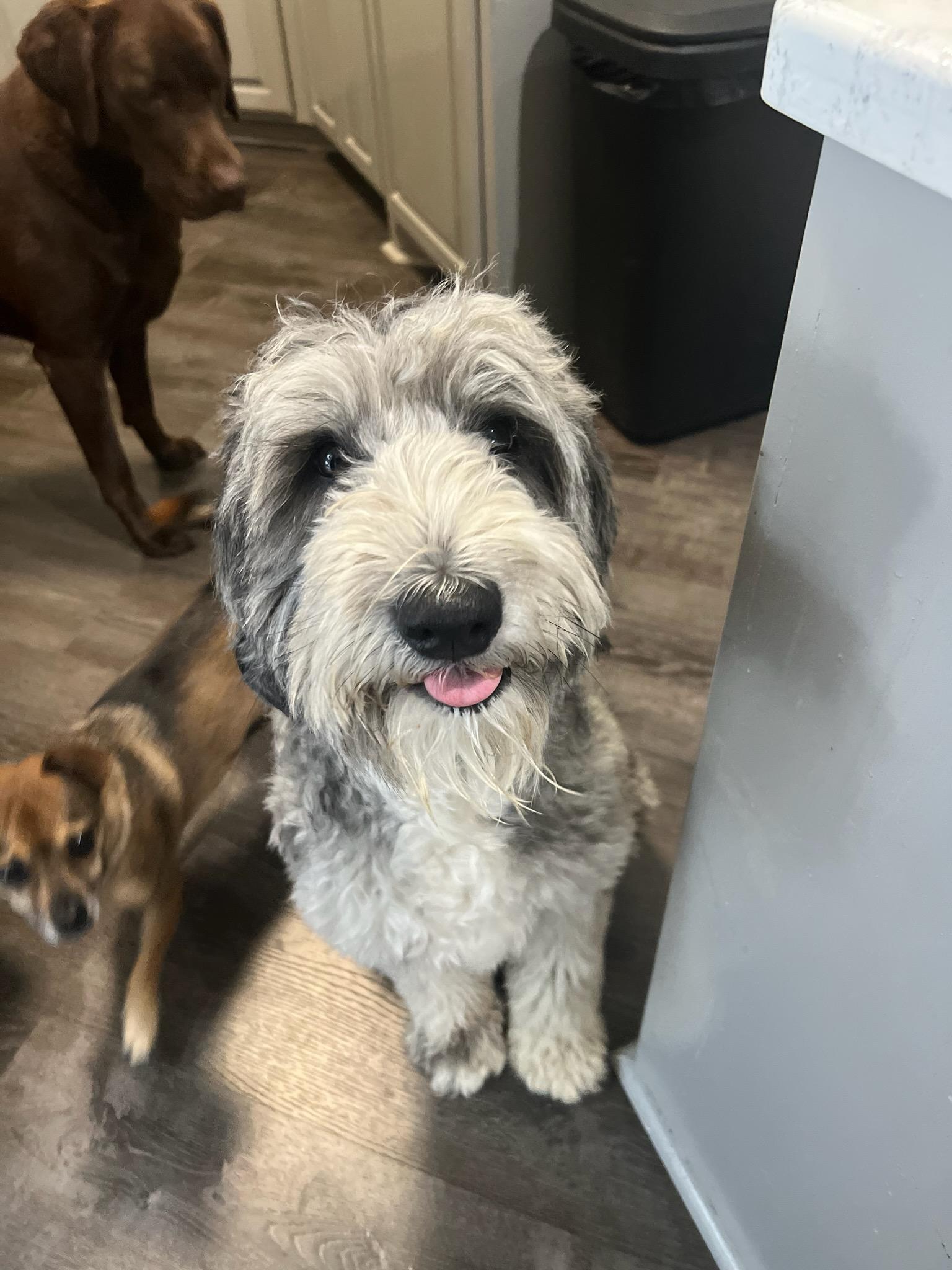 Ashby, a Adopted Old English Sheepdog in Argyle, TX image 2/3
