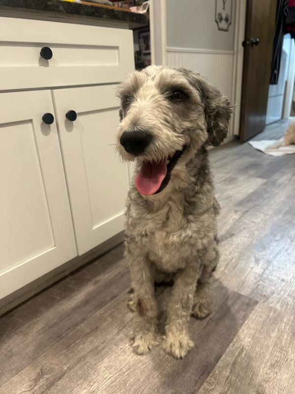 Ashby, a Adopted Old English Sheepdog in Argyle, TX image 3/3