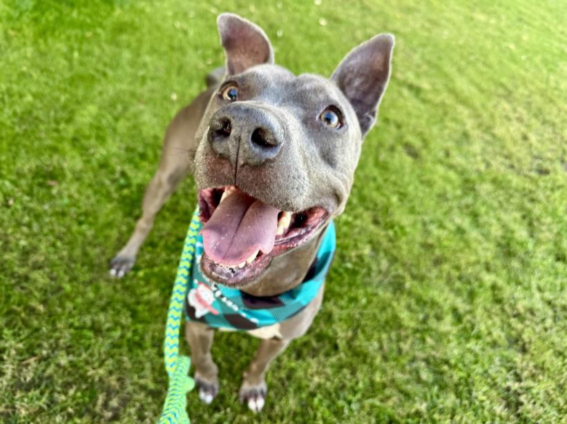 DR OLIVER, Adoptable, Adult Male American Staffordshire Terrier & Mixed Breed.