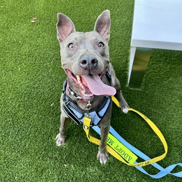 DR OLIVER, Adoptable, Adult Male American Staffordshire Terrier & Mixed Breed.