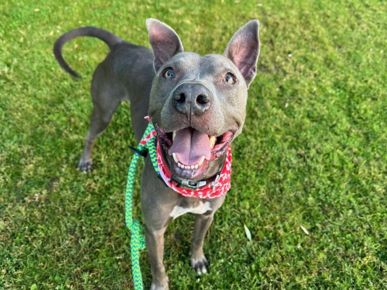 DR OLIVER, Adoptable, Adult Male American Staffordshire Terrier & Mixed Breed.
