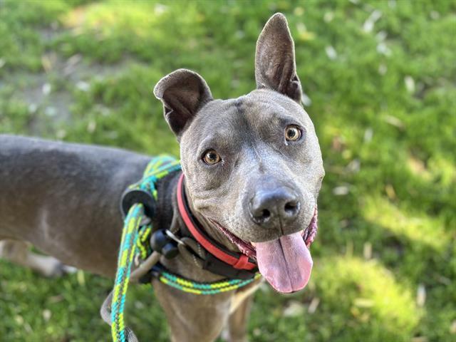 DR OLIVER, Adoptable, Adult Male American Staffordshire Terrier & Mixed Breed.