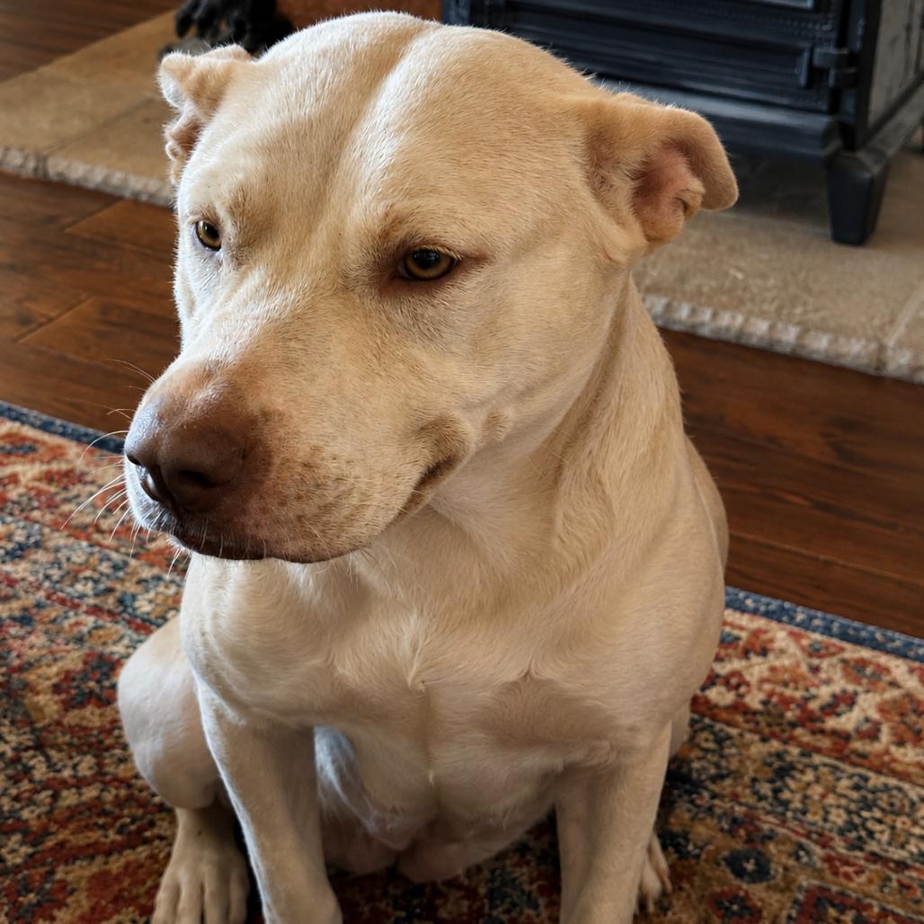 Lady/Moonlight, Adoptable, Adult Female Yellow Labrador Retriever.