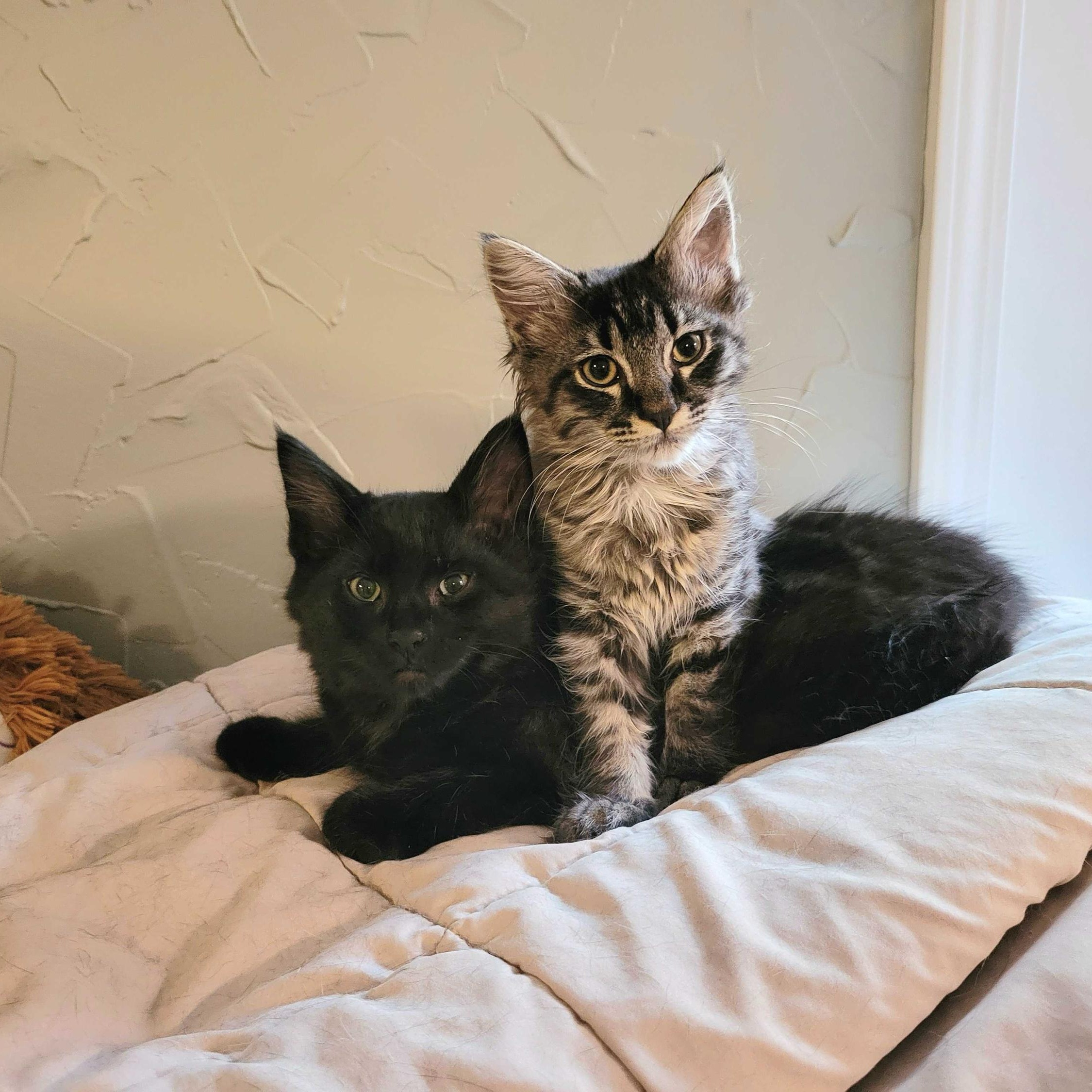 Cannonball and Billie, Baby Male unknown