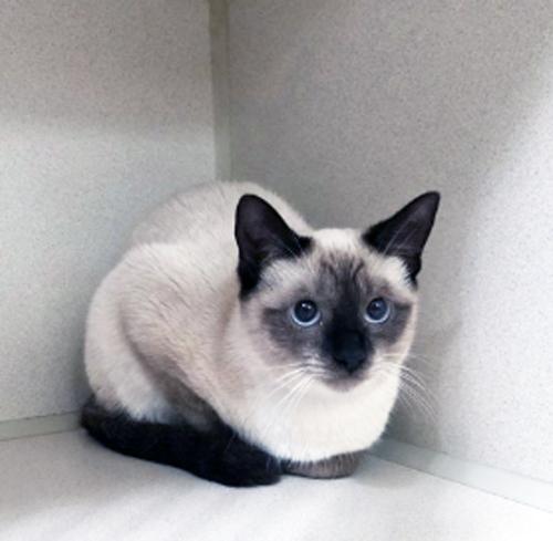 Enlarge MINI, an adopted Siamese in San Clemente, CA image 1/2