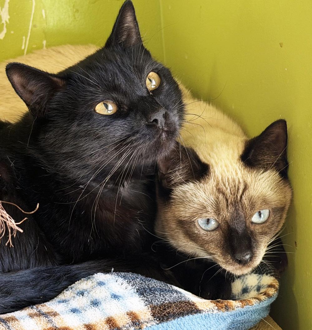 Enlarge MINI, an adopted Siamese in San Clemente, CA image 2/2