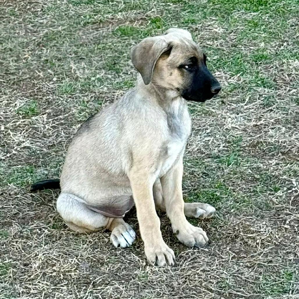 Martina, Adoptable, Puppy Female Belgian Shepherd / Malinois.