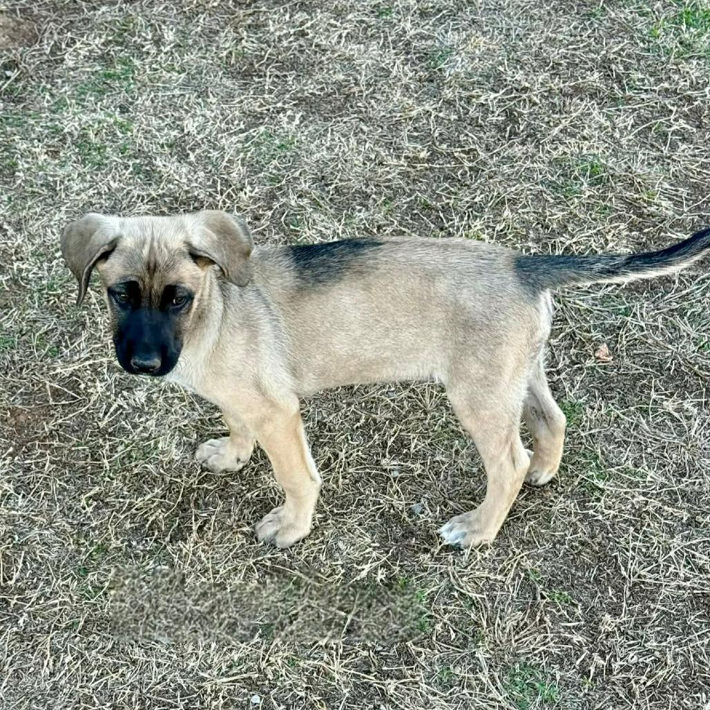 Enlarge Martina, a Adoptable Belgian Shepherd / Malinois in Tulsa, OK image 2/2