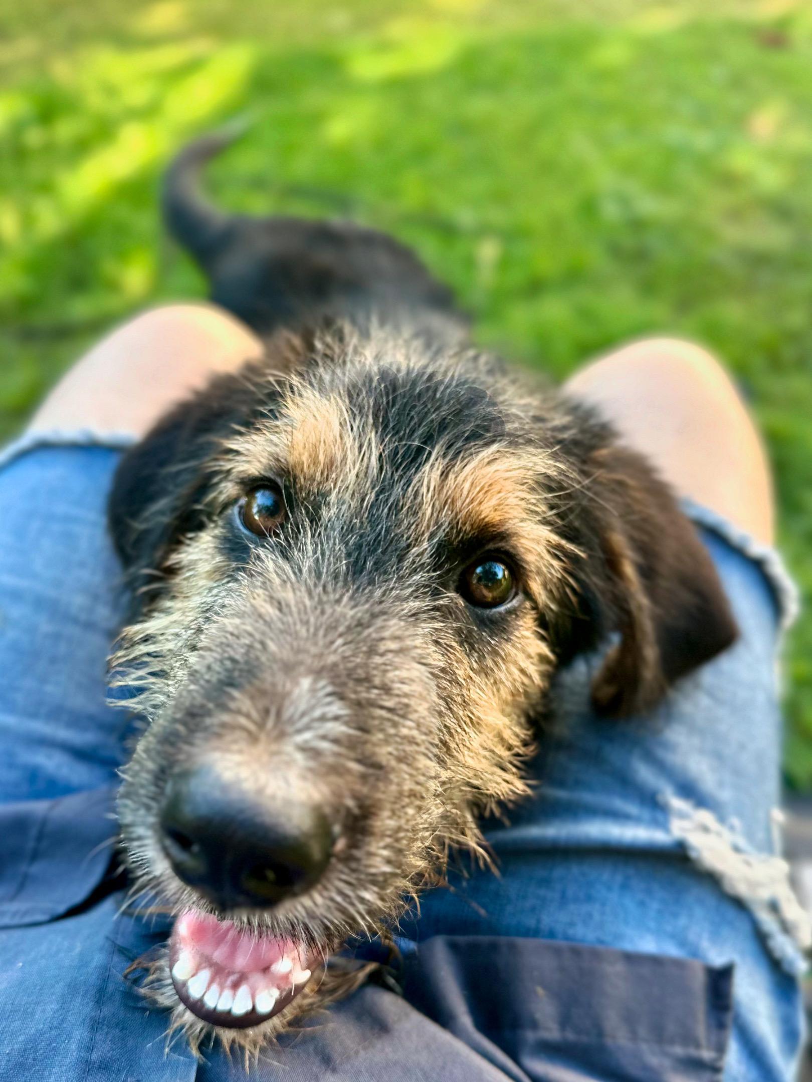 Enlarge Edgar (Eggie), a Adopted Terrier in Whitewright, TX image 1/3