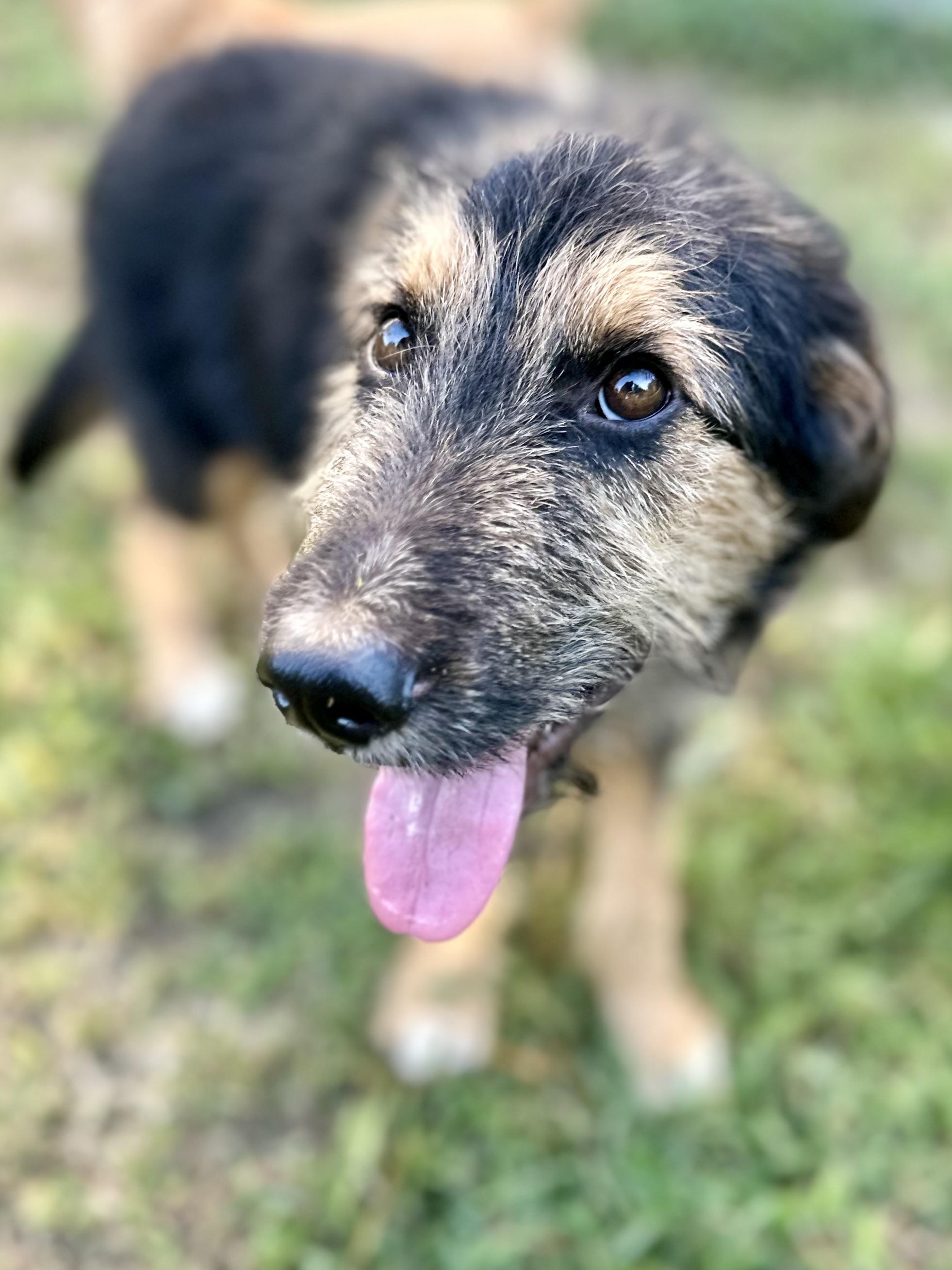 Enlarge Edgar (Eggie), a Adopted Terrier in Whitewright, TX image 3/3
