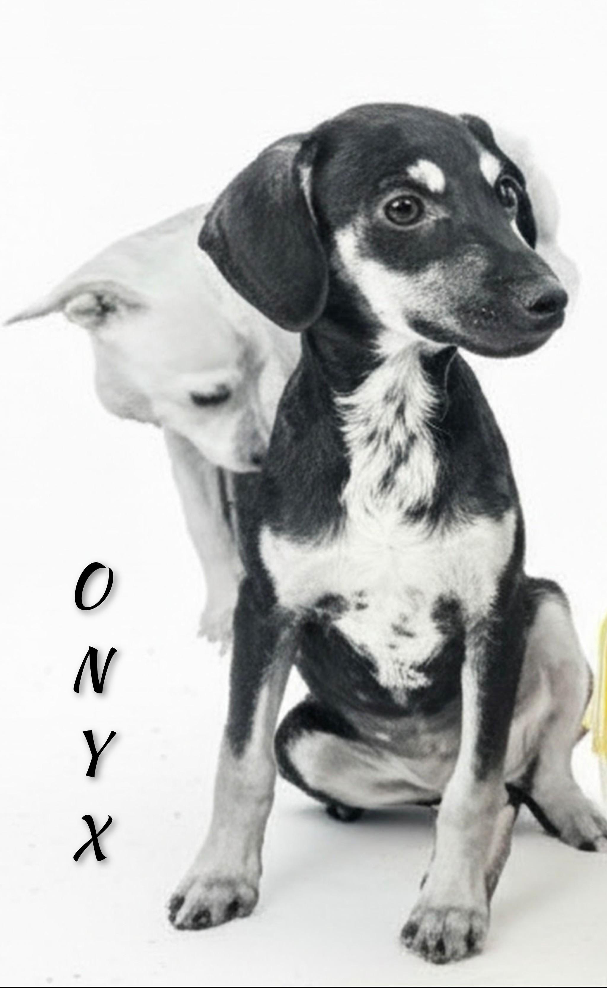Enlarge Onyx, a Adoptable mixed breed in Fredericksburg, VA image 3/6