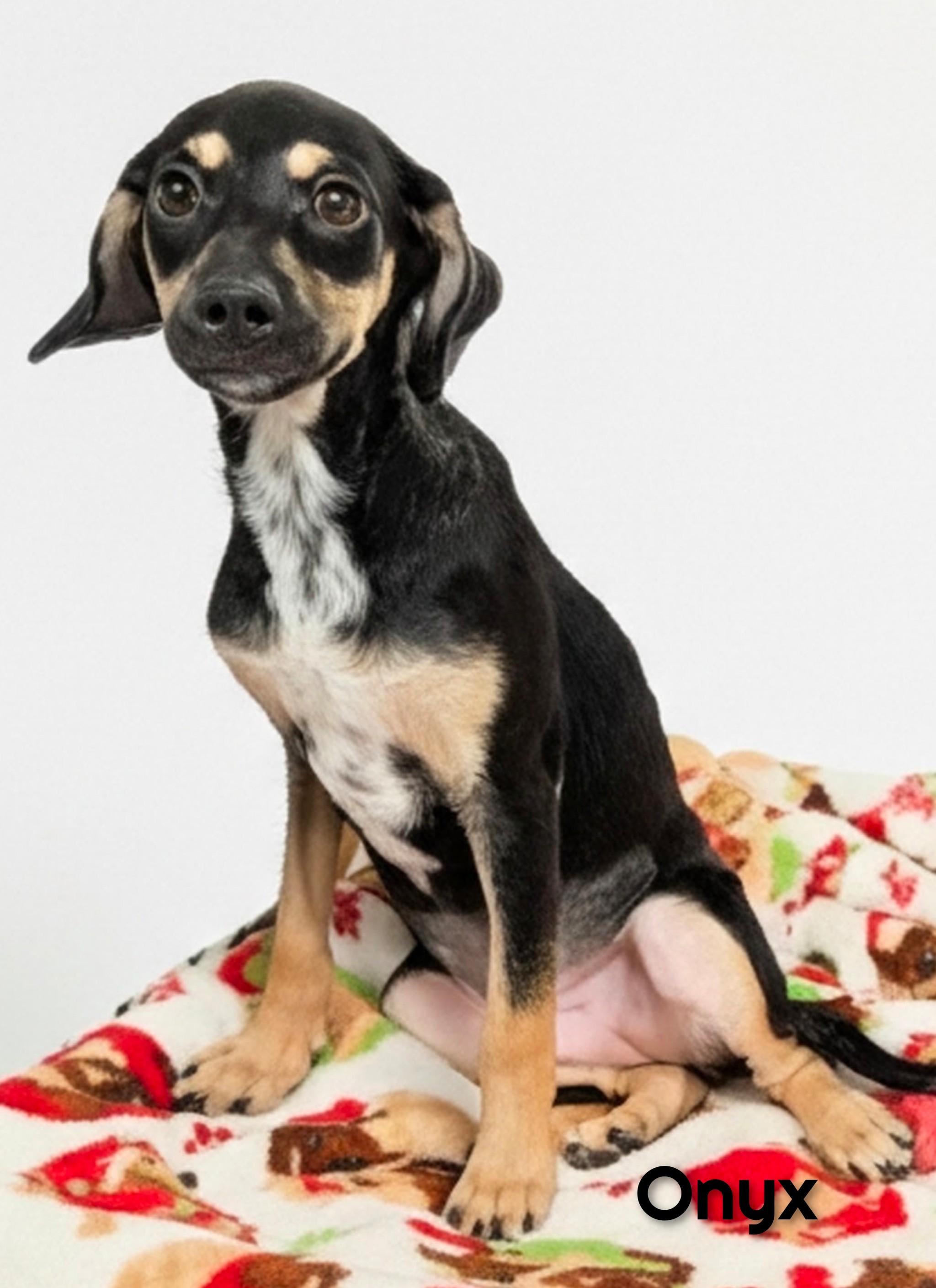 Onyx, Adoptable, Puppy Female Chihuahua.