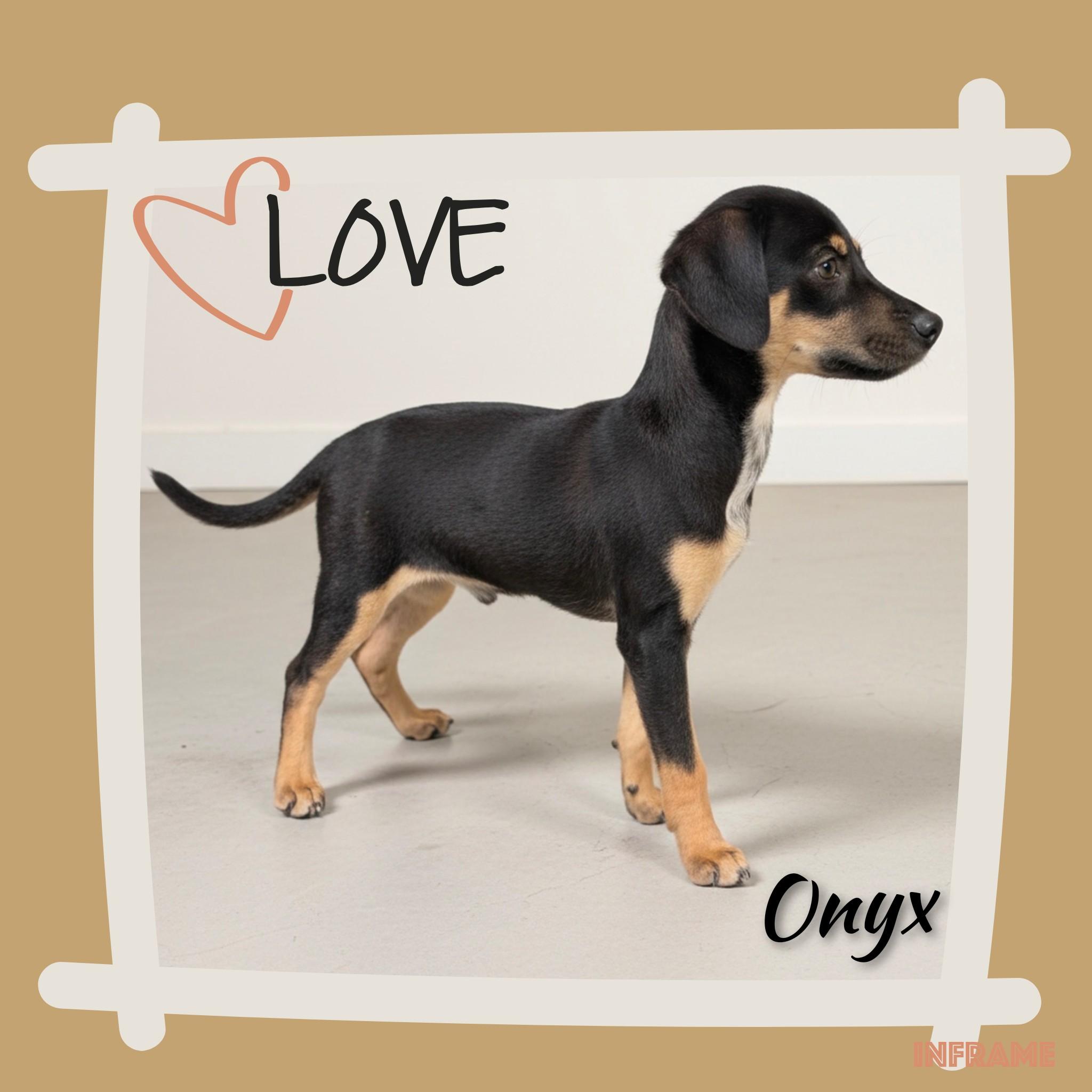 Enlarge Onyx, a Adoptable mixed breed in Fredericksburg, VA image 5/6