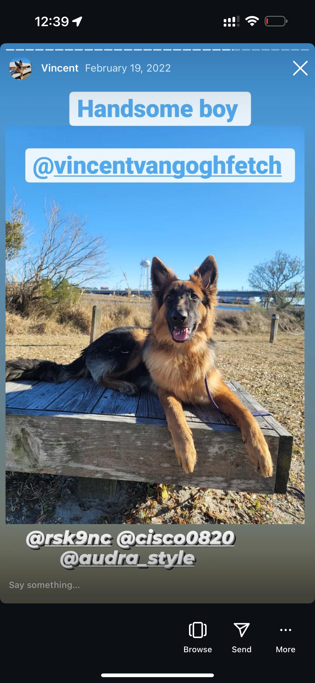 Enlarge Vincent, a Adoptable German Shepherd Dog in Jacksonville, NC image 4/5