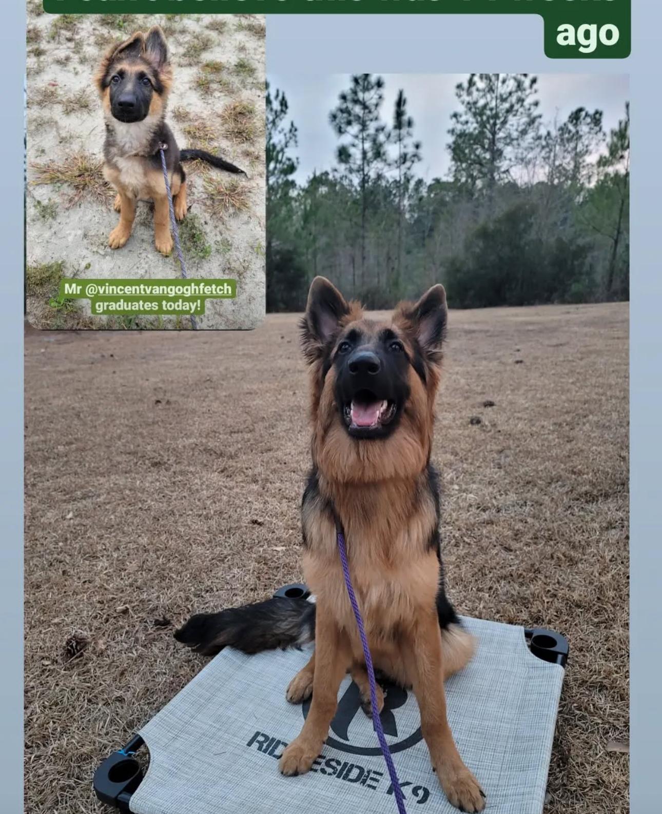 Enlarge Vincent, a Adoptable German Shepherd Dog in Jacksonville, NC image 3/5