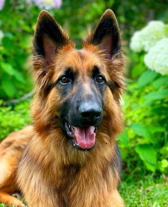 Vincent, Adoptable, Adult Male German Shepherd Dog.