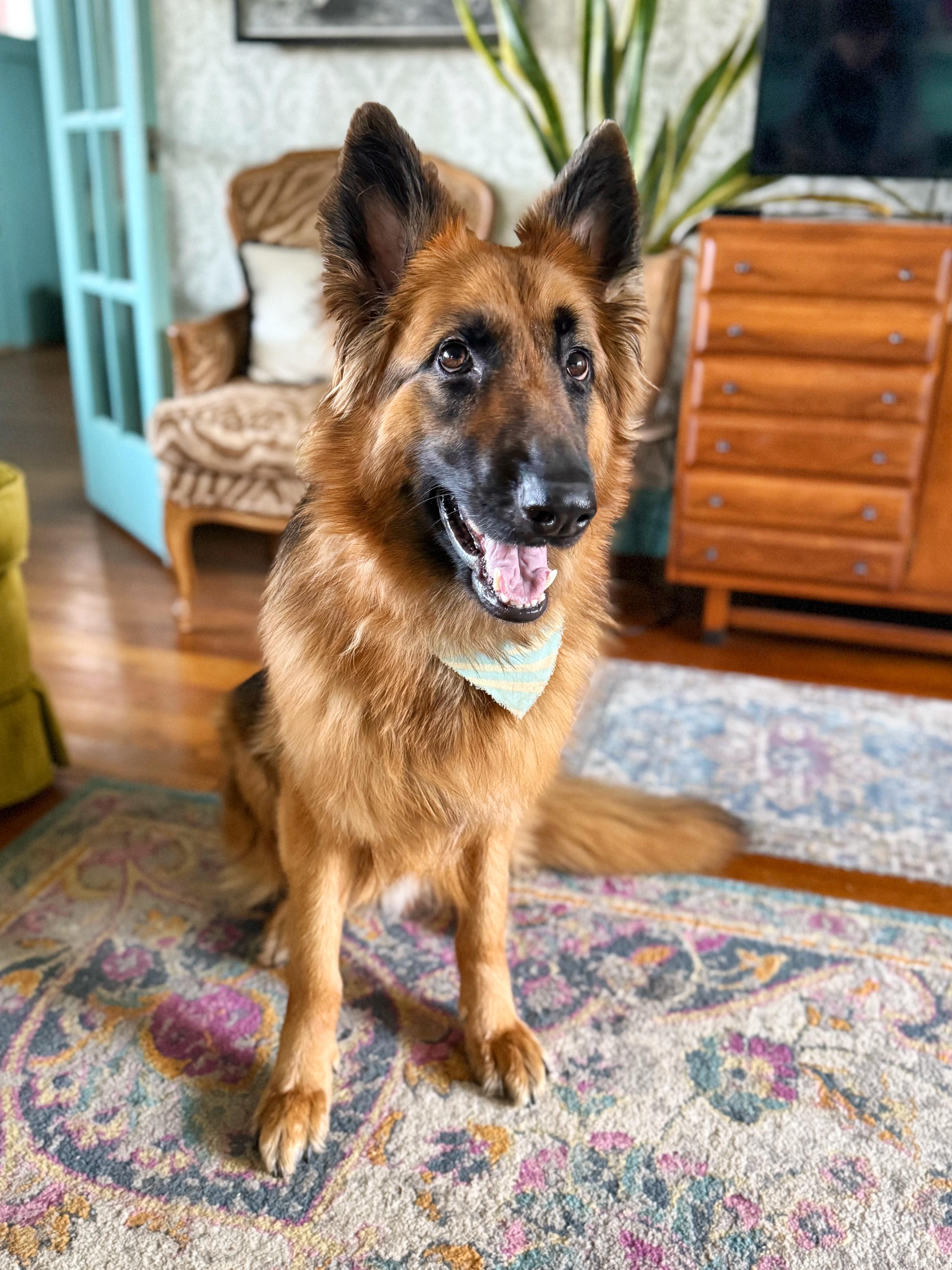 Enlarge Vincent, a Adoptable German Shepherd Dog in Jacksonville, NC image 5/5