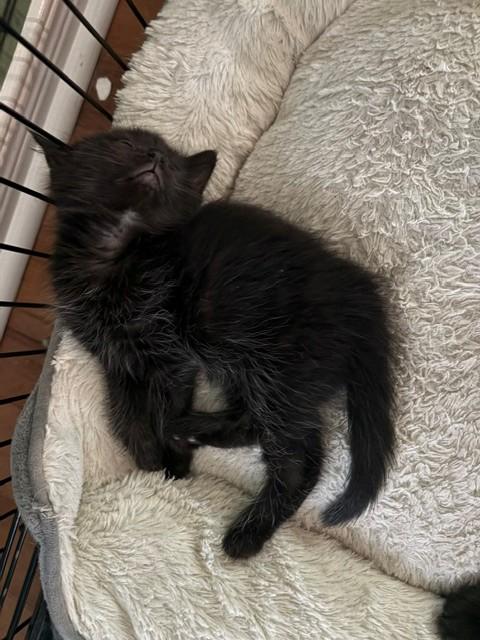 Salem, an adoptable Domestic Short Hair in Hamilton, ON image 2/3