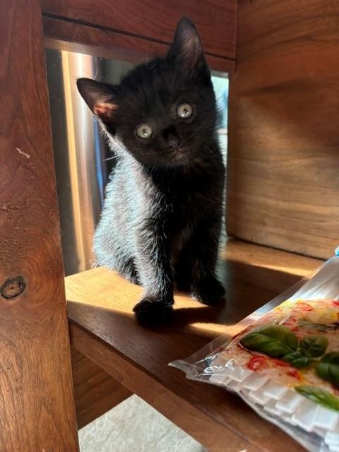 Salem, adoptable, Kitten Female Domestic Short Hair.