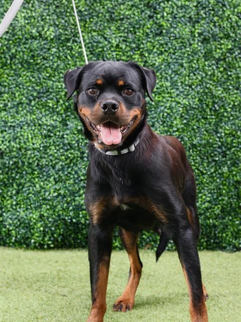 DAHLIA, Adoptable, Adult Female Rottweiler.