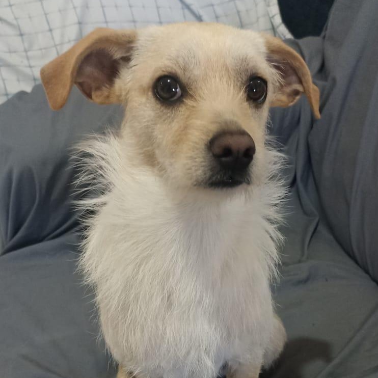 Ringo , ADOPTABLE, Young Male Border Terrier.