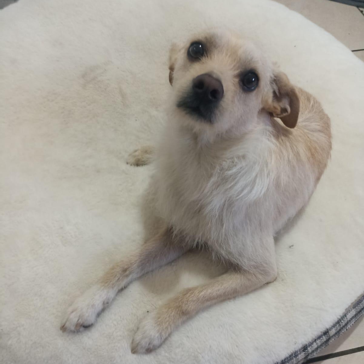 Ringo , ADOPTABLE, Young Male Border Terrier.