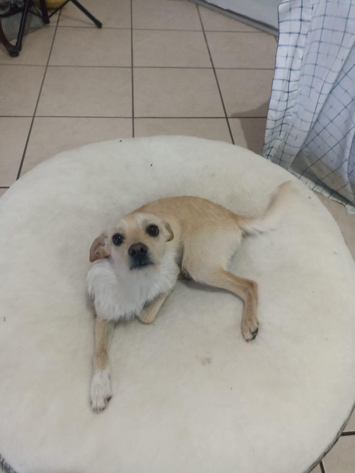 Enlarge Ringo , a ADOPTABLE mixed breed in San Diego, CA image 2/4