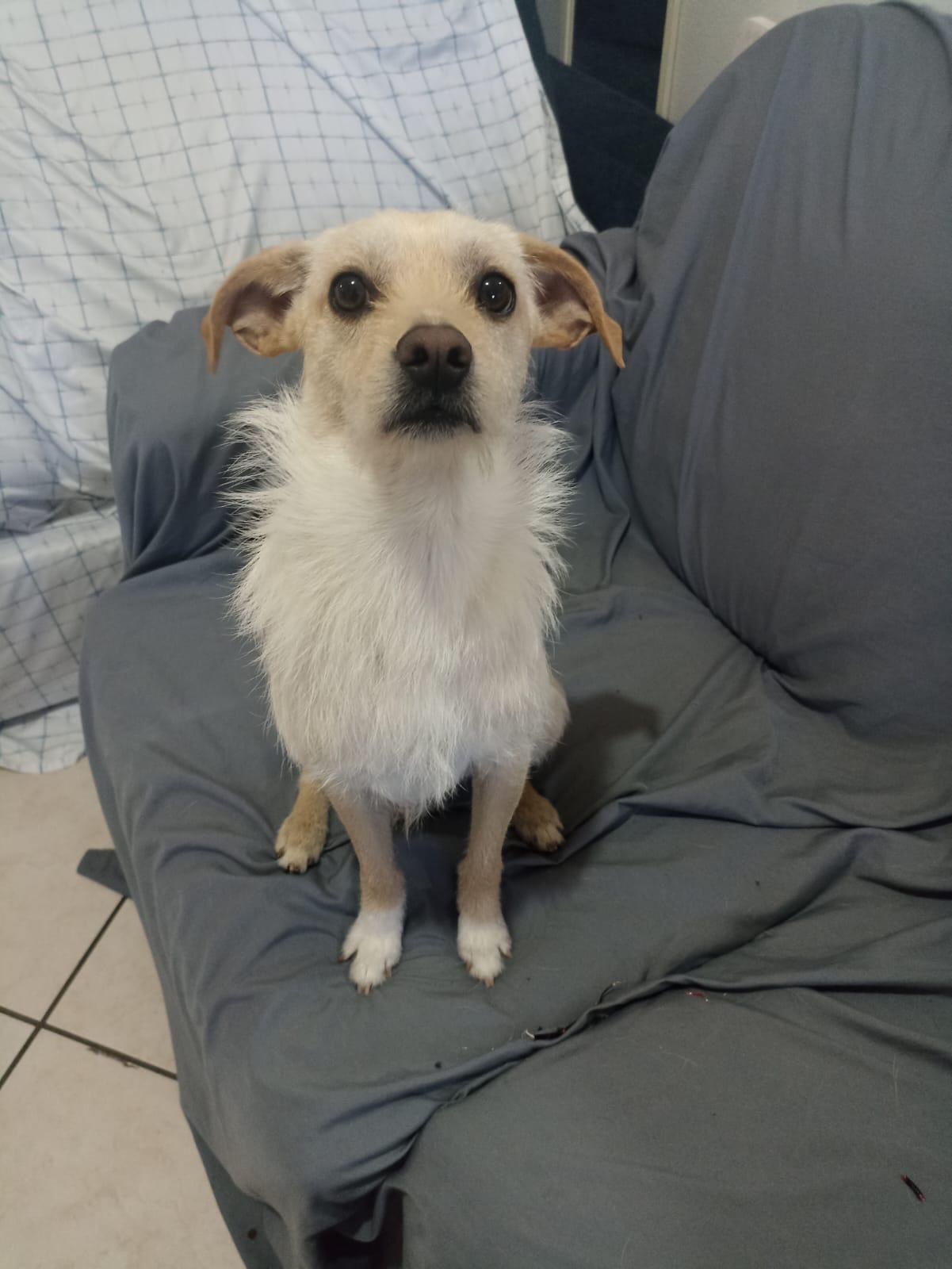 Enlarge Ringo , a ADOPTABLE mixed breed in San Diego, CA image 4/4