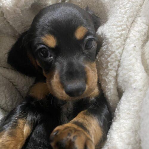 Enlarge Baby, a Adoptable mixed breed in Lincolnshire, IL image 1/2