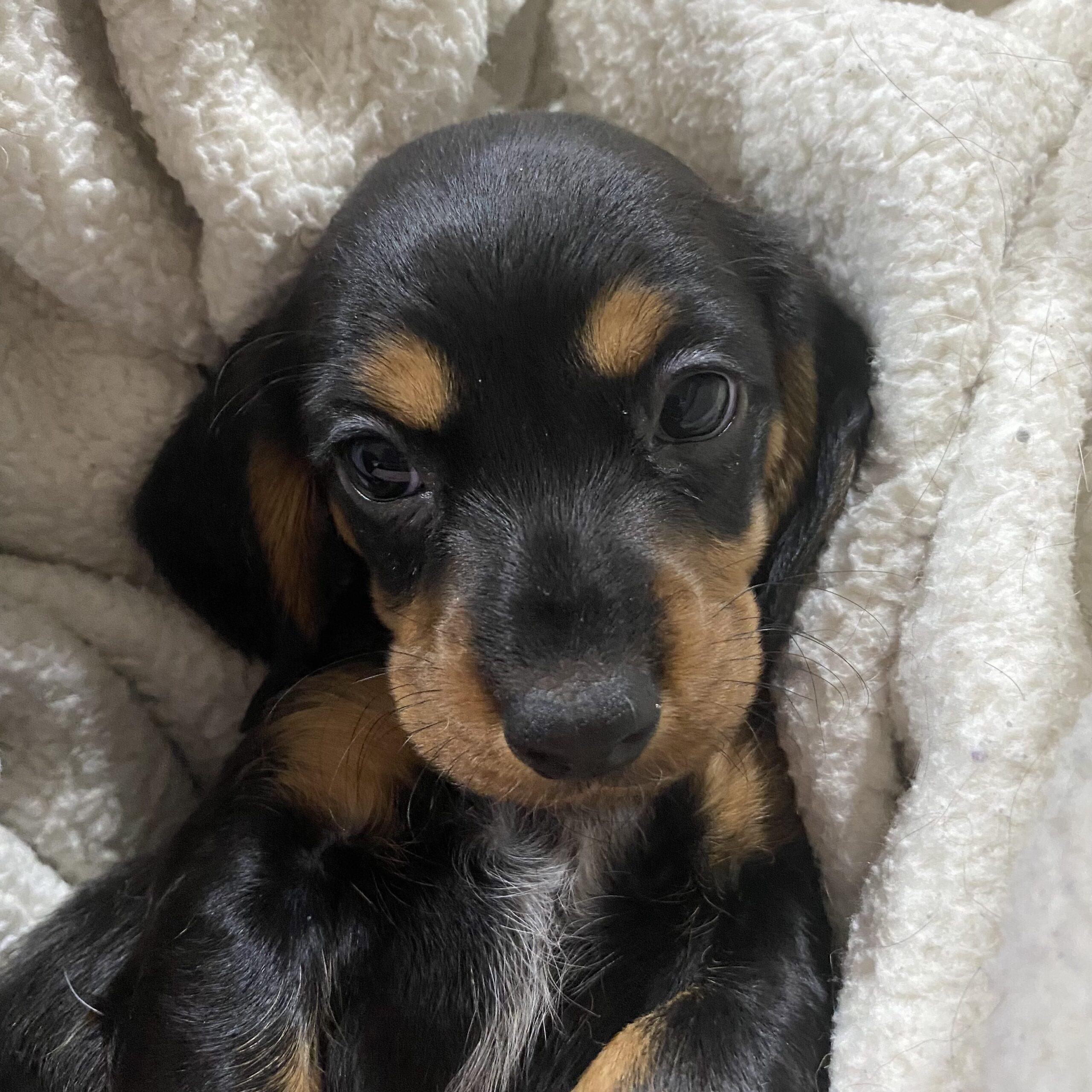 Enlarge Baby, a Adoptable mixed breed in Lincolnshire, IL image 2/2