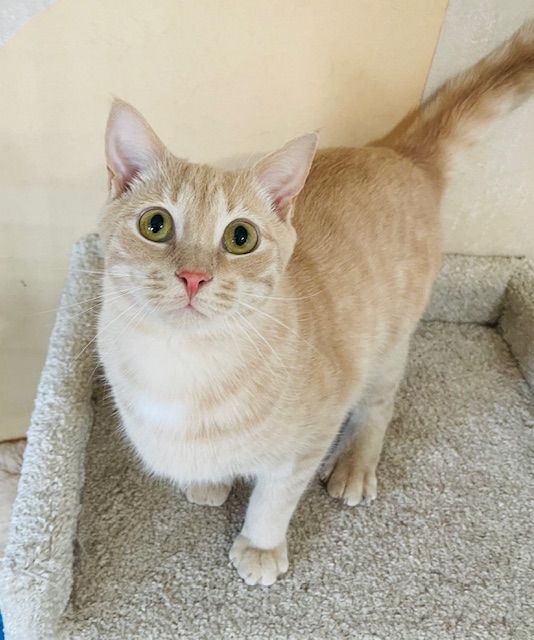 CHEERFUL CHER, a Adoptable Domestic Short Hair in Spotsylvania, VA image 1/2