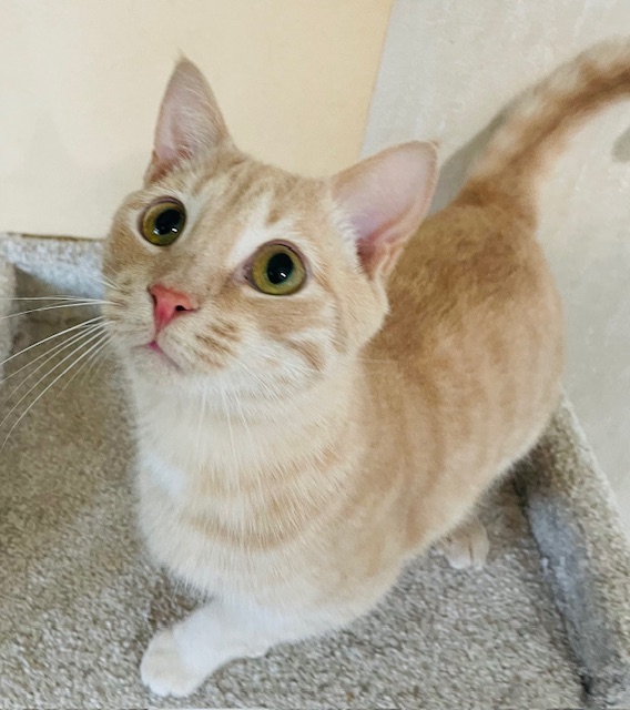 CHEERFUL CHER, a Adoptable Domestic Short Hair in Spotsylvania, VA image 2/2