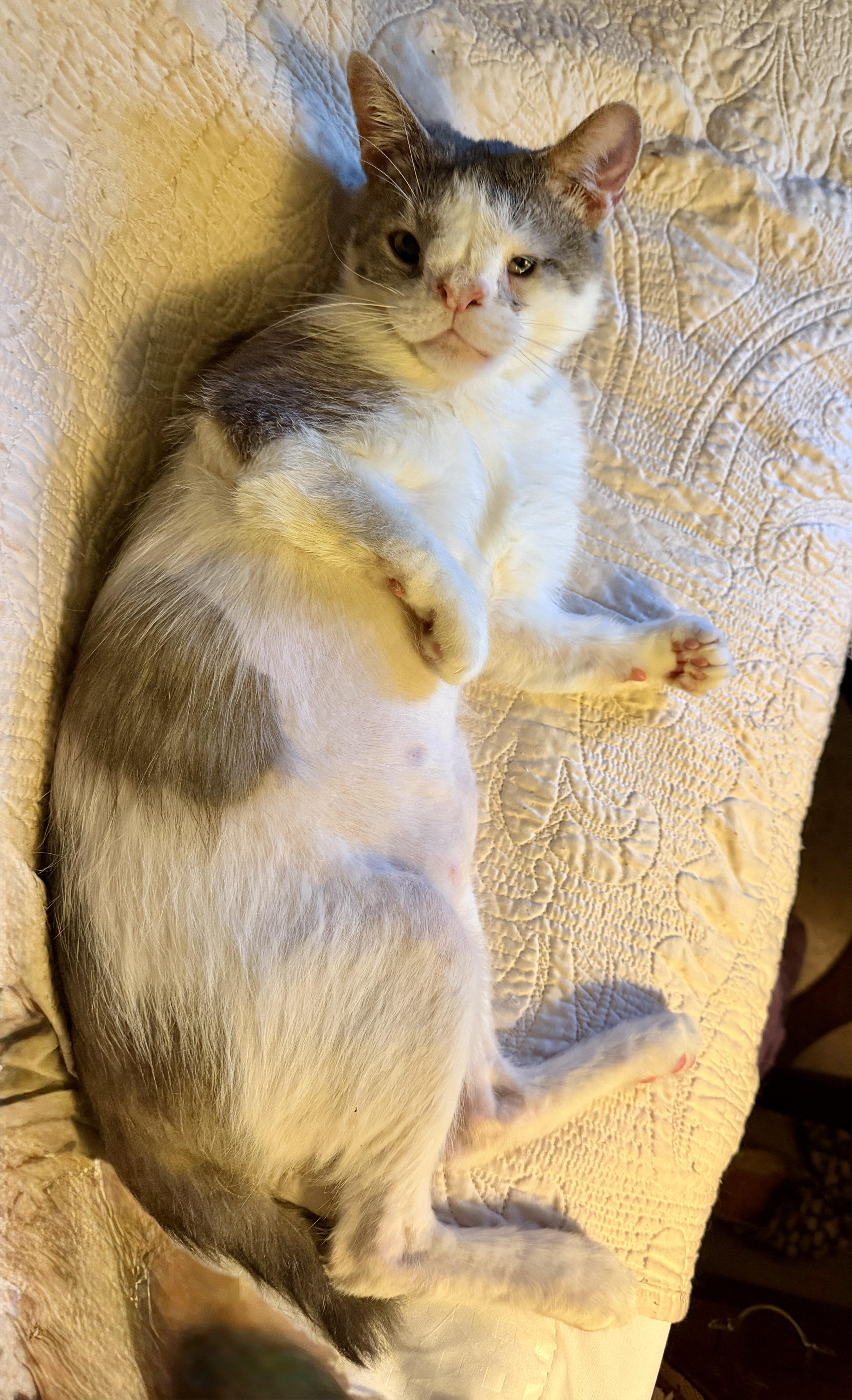 Sylvester, a ADOPTABLE Domestic Short Hair in Bear, DE image 2/2