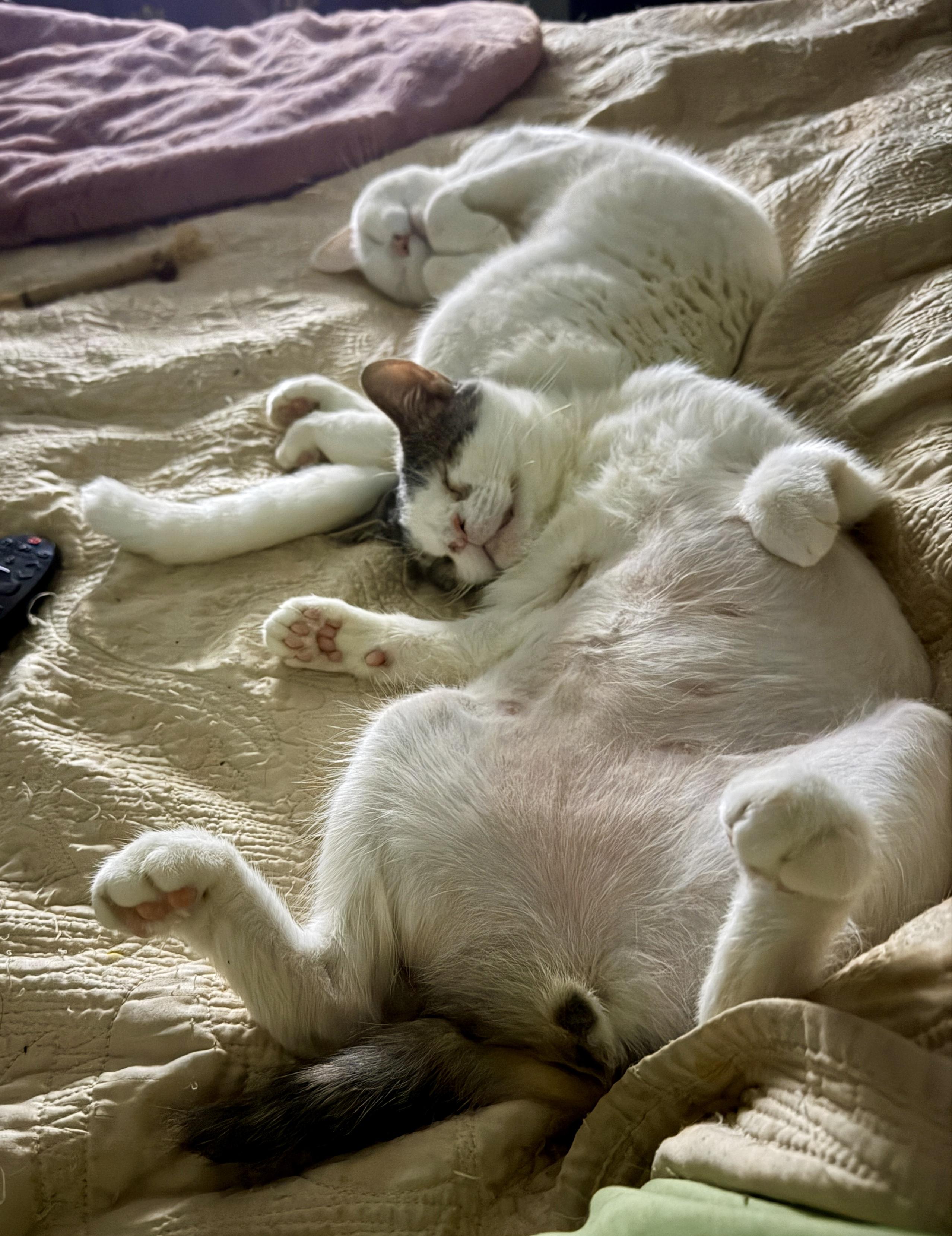 Sylvester, Adoptable, Adult Male Domestic Short Hair.