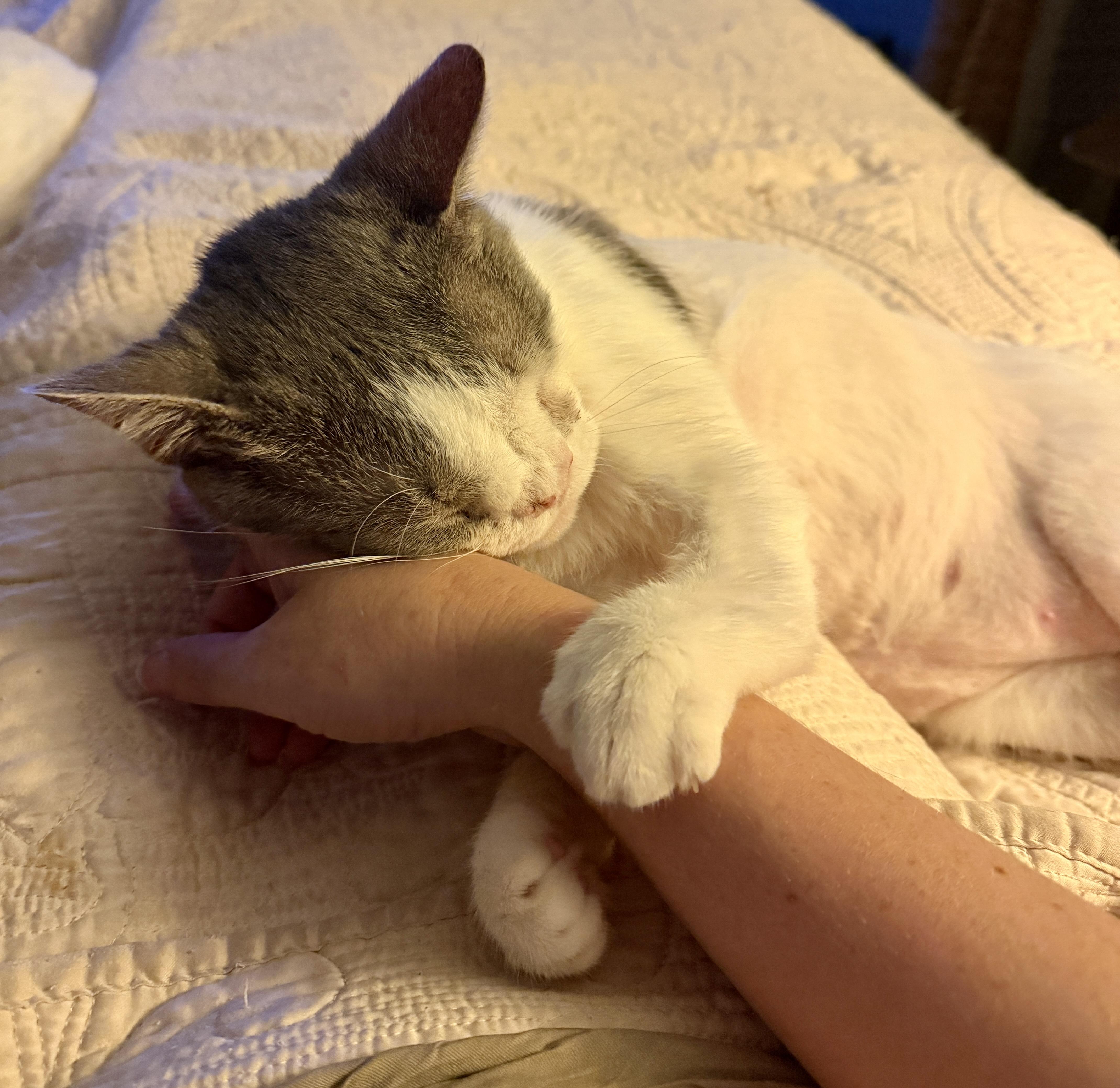 Sylvester, ADOPTABLE, Adult Male Domestic Short Hair.