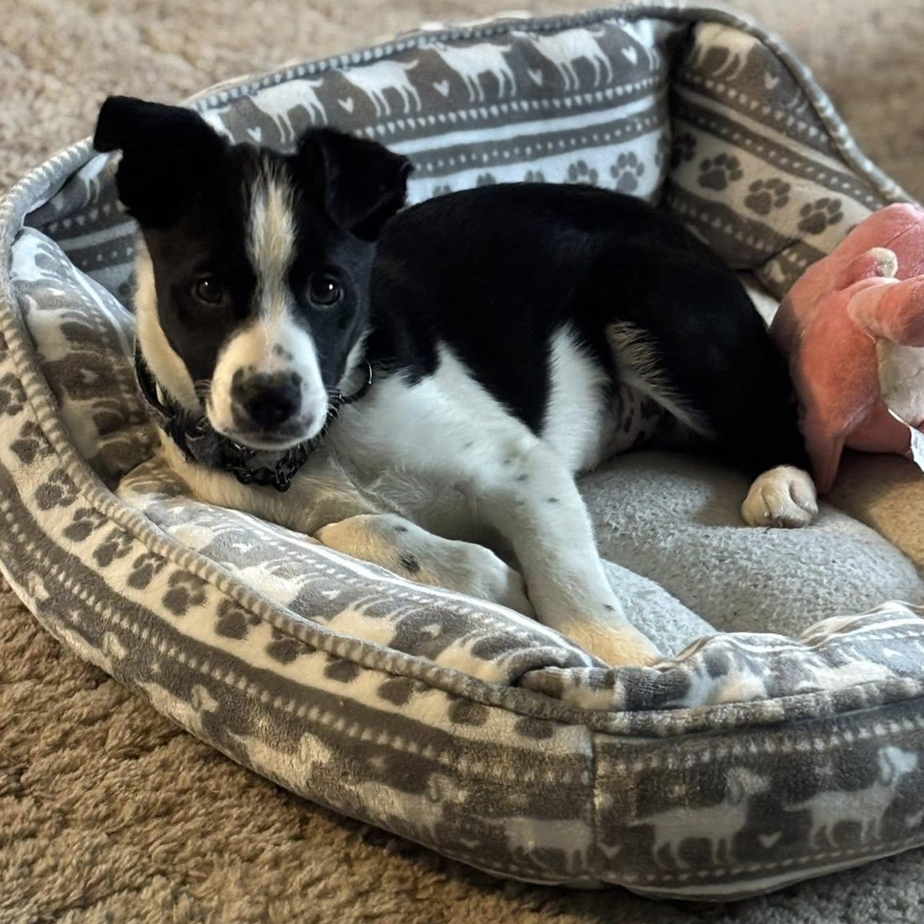 Enlarge Hopper, an adopted mixed breed in Holley, NY image 6/6