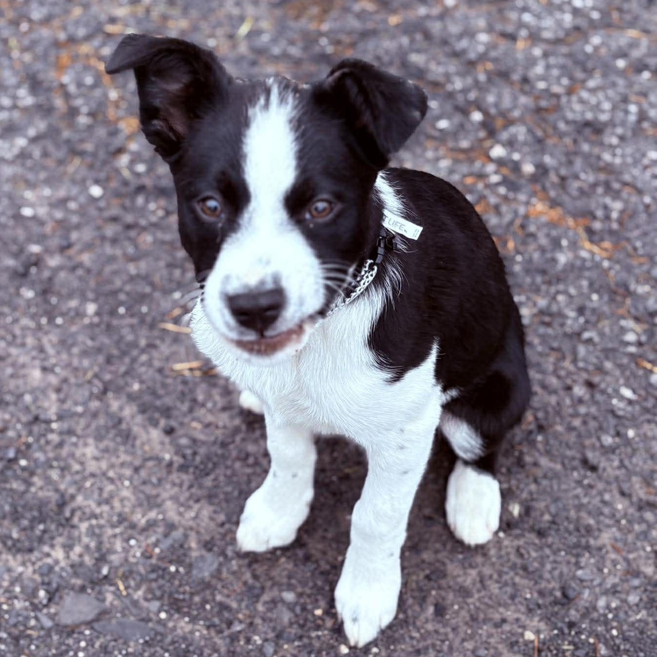 Enlarge Hopper, an adopted mixed breed in Holley, NY image 1/6