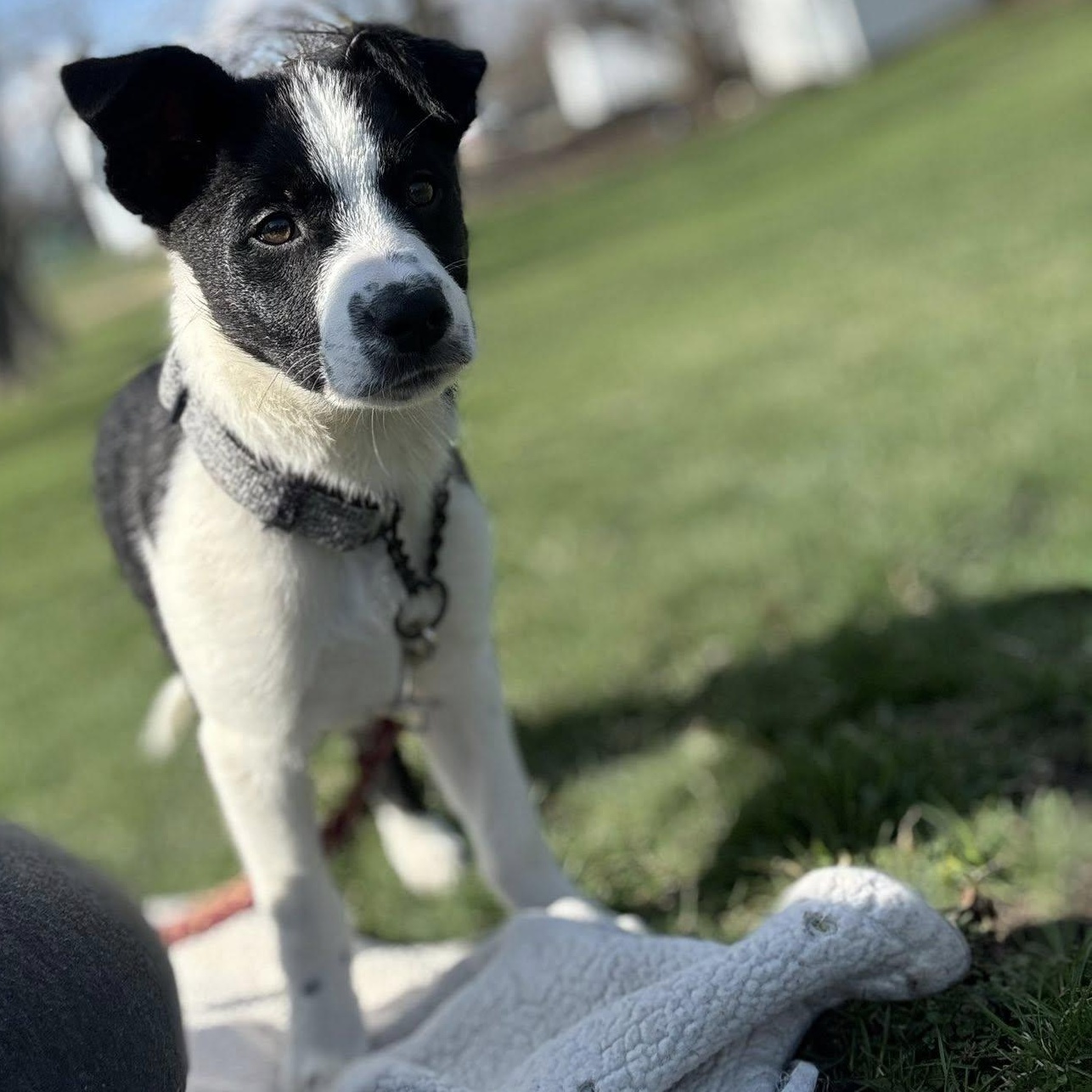 Enlarge Hopper, an adopted mixed breed in Holley, NY image 2/6