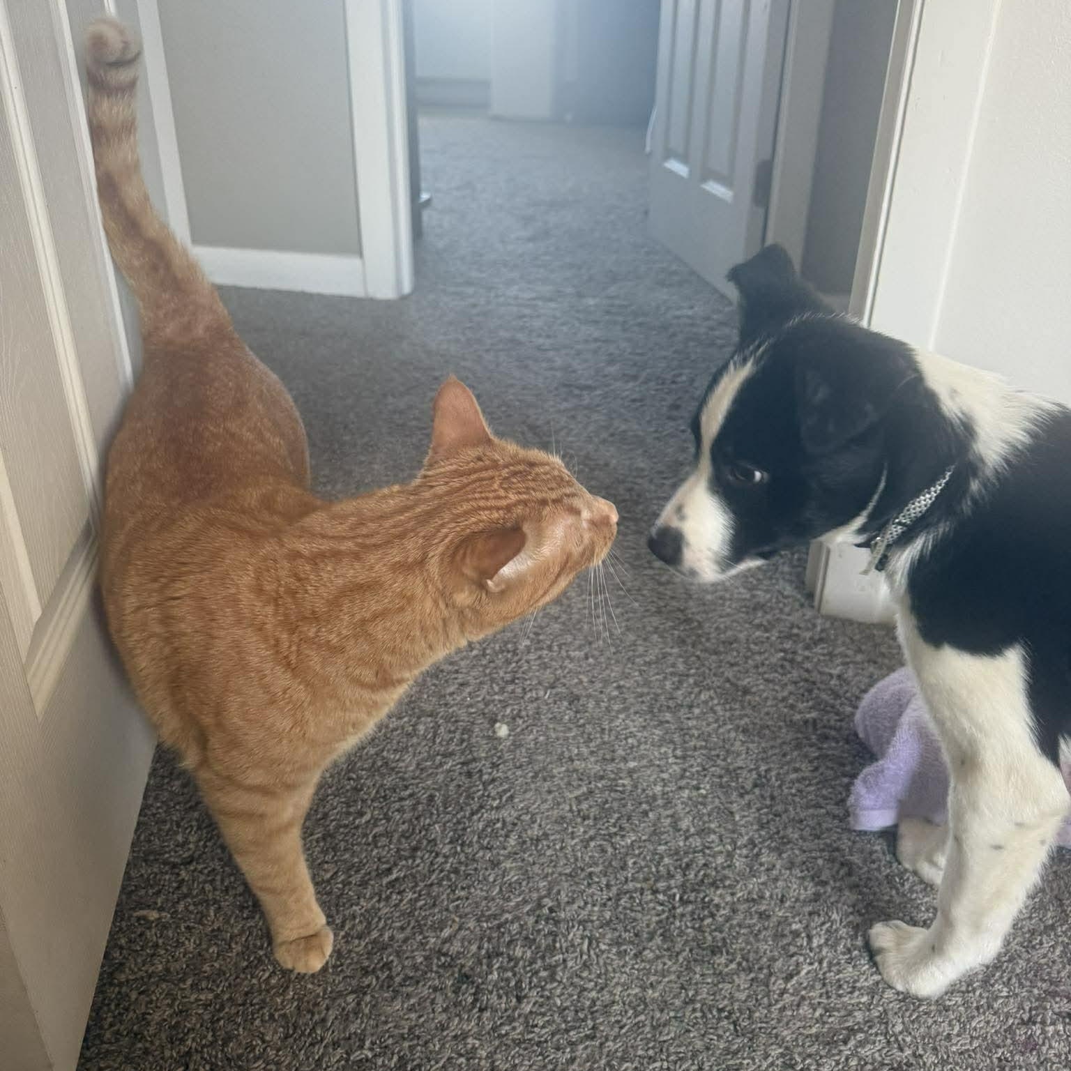 Enlarge Hopper, an adopted mixed breed in Holley, NY image 5/6