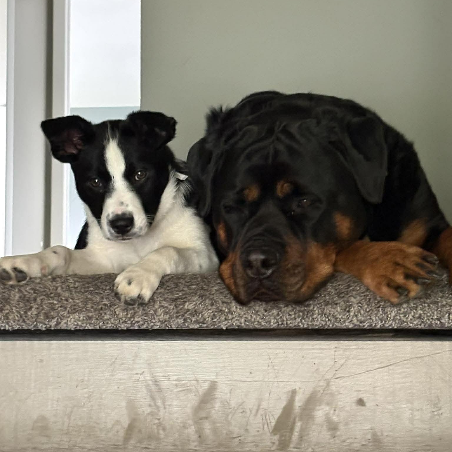 Enlarge Hopper, an adopted mixed breed in Holley, NY image 3/6