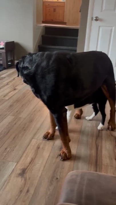 Enlarge Hopper, an adopted mixed breed in Holley, NY video 4/6