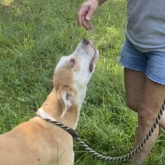 Enlarge Carolina, a Adoptable mixed breed in Jefferson City, MO image 6/6