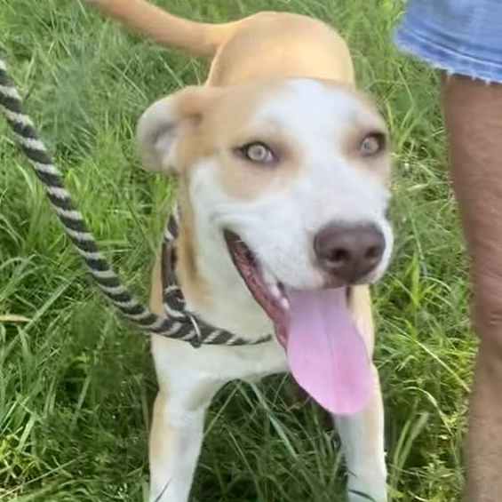 Enlarge Carolina, a Adoptable mixed breed in Jefferson City, MO image 3/6