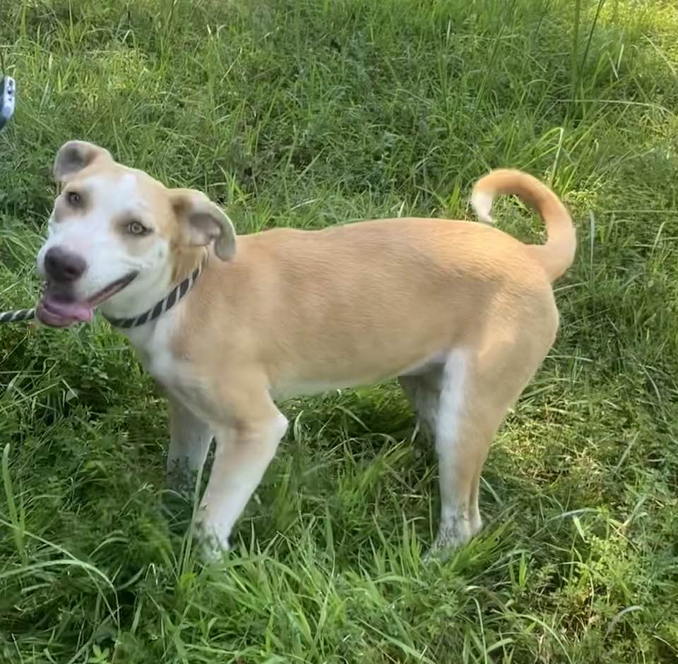 Enlarge Carolina, a Adoptable mixed breed in Jefferson City, MO image 1/6