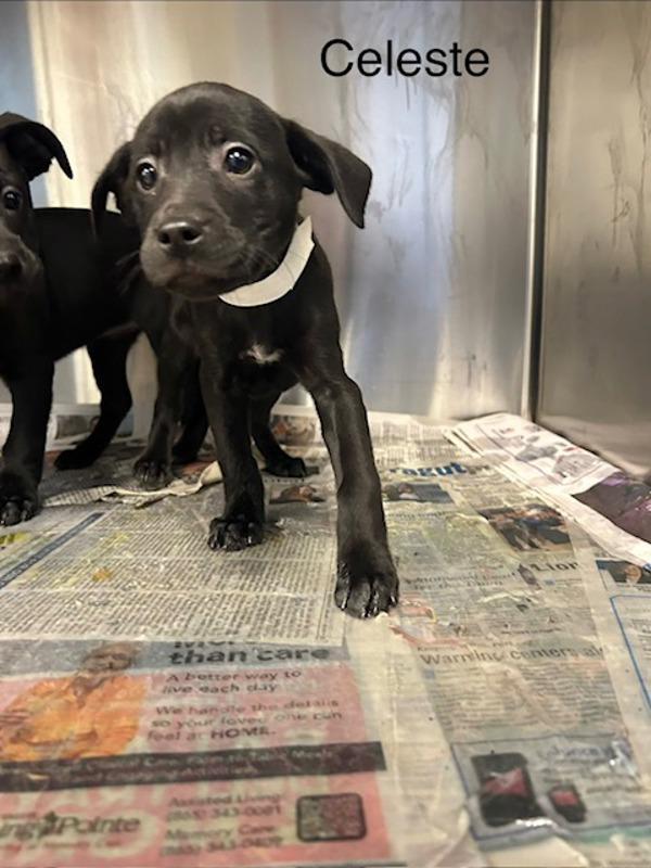 Celeste, Adoptable, Puppy Female Boxer.