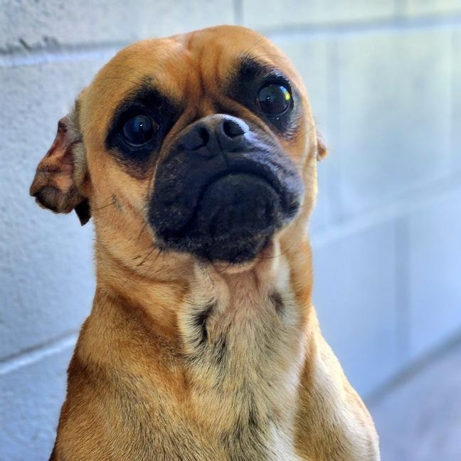Enlarge Kyanite, a Adoptable mixed breed in New Philadelphia, OH image 1/1